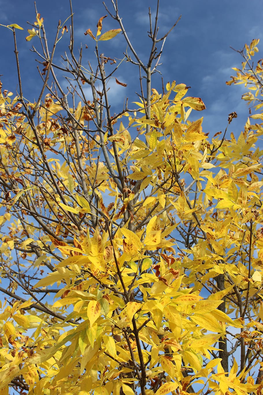 fall, yellow, blue sky, autumn, nature, season, foliage, bright HD wallpaper