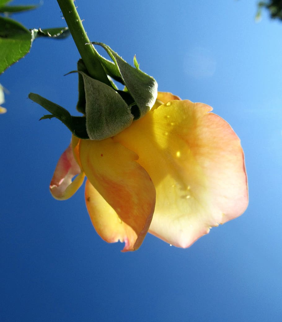 flower, rose, yellow, plant, flowering plant, blue, growth HD wallpaper