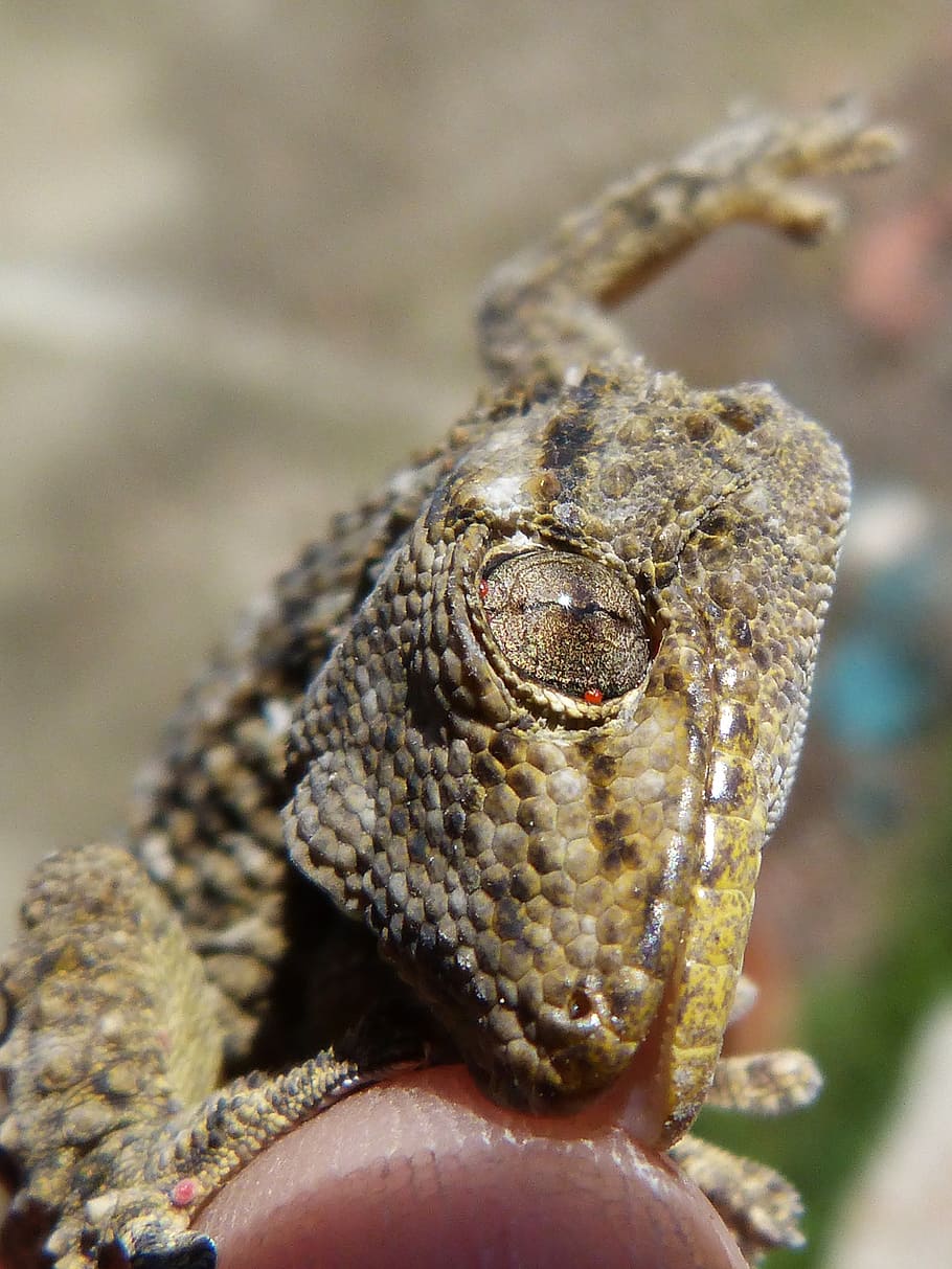 gecko, dragon, bite, reptile, hand, detail, one animal, animal themes HD wallpaper