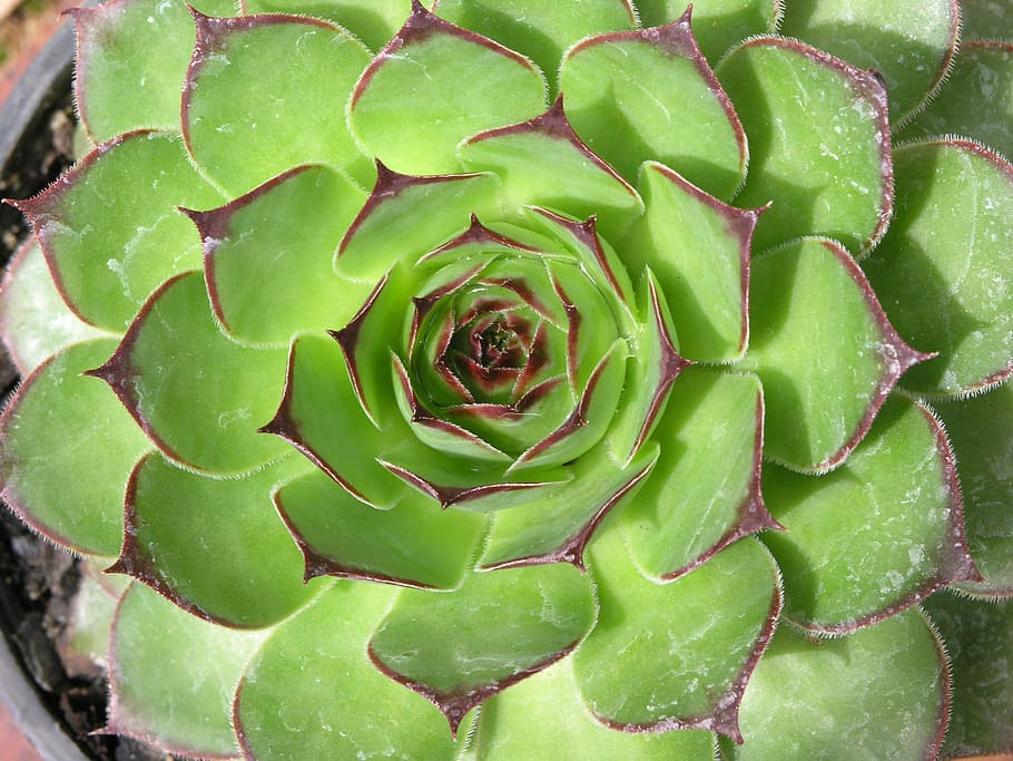 close-up photo of echeveria succulent plant, cactus, green HD wallpaper