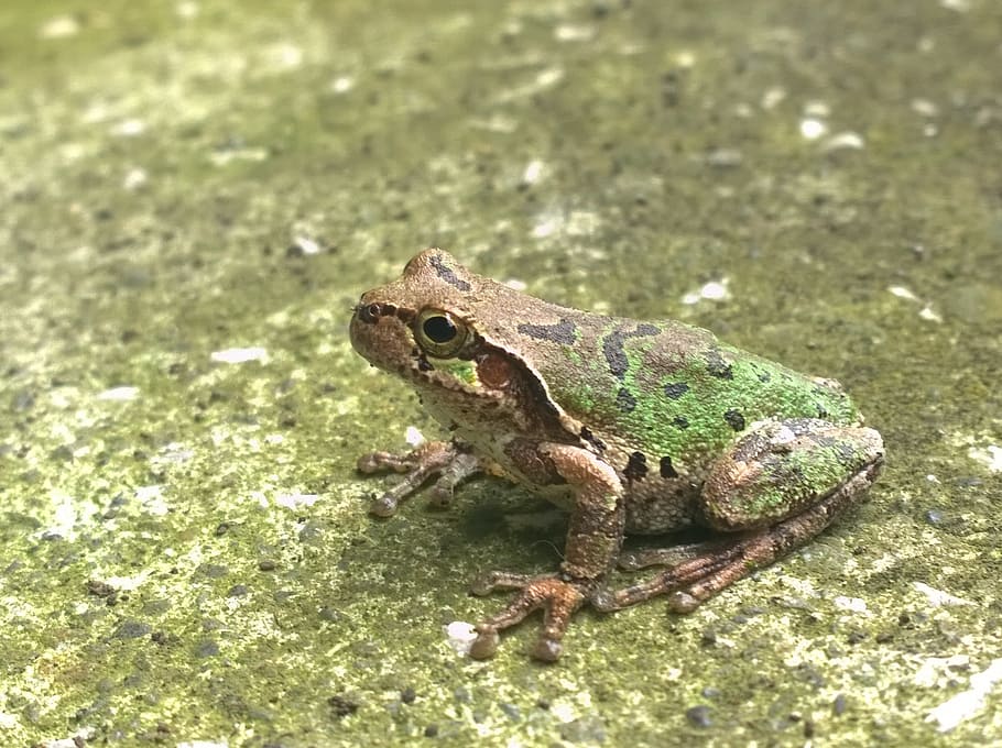 frog, small animals, creature, animal themes, animal wildlife HD wallpaper
