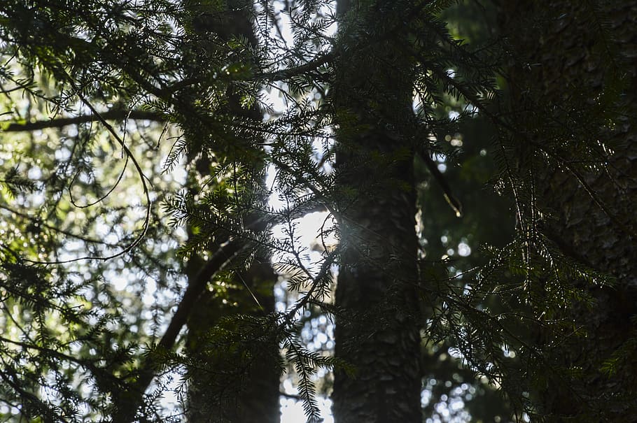 branches, trees, forest, lichtspiel, light, sun, summer, nature HD wallpaper