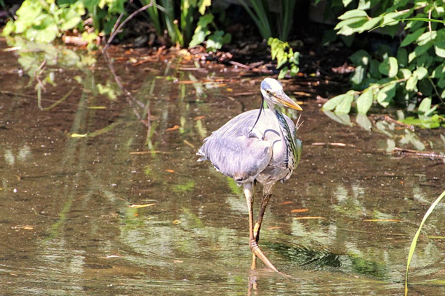 Grey Heron, Bird, Eastern, intervention, water, plumage, fish eater HD wallpaper