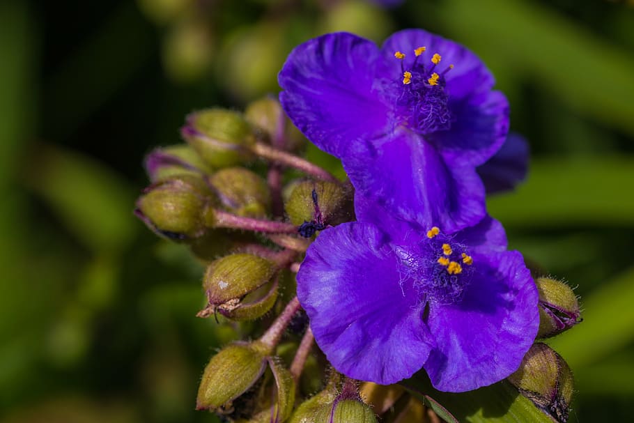 flower, blue, blossom, bloom, plant, garden, flowering plant HD wallpaper
