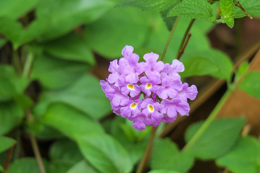 flower, nature, plant, leaf, outdoor, garden, petal, bloom HD wallpaper