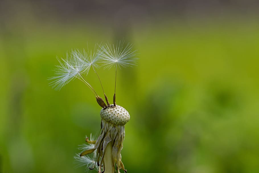 Dandelion, Spring, Close, Macro, Seeds, flying seeds, meadow HD wallpaper