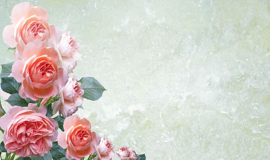 pink roses wallpaper, greeting card, flower, floral, decoration