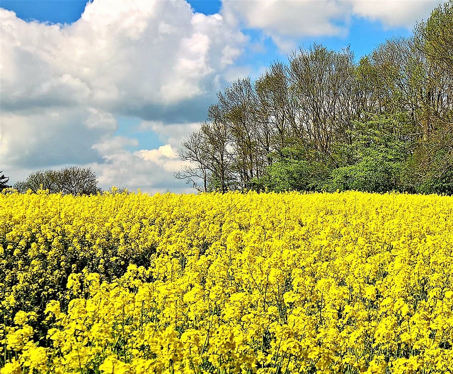 field of rapeseeds, rape blossom, yellow, bright, spring, nature, HD wallpaper