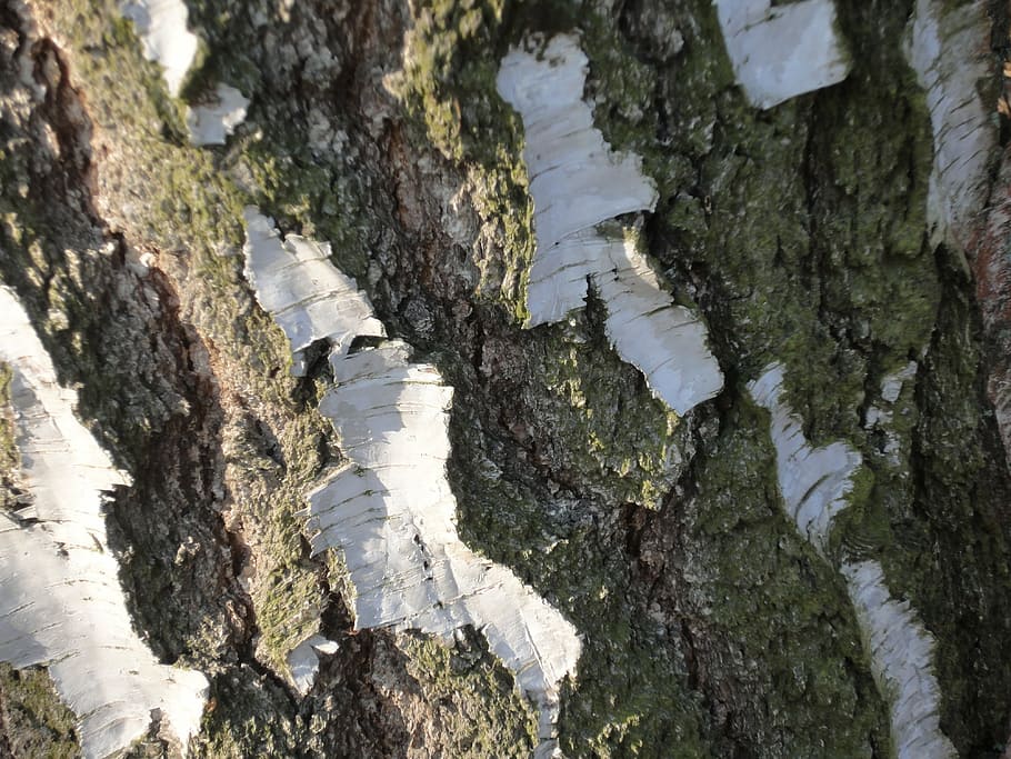 bark, birch, nature, tree, plant, no people, day, growth, tree trunk HD wallpaper
