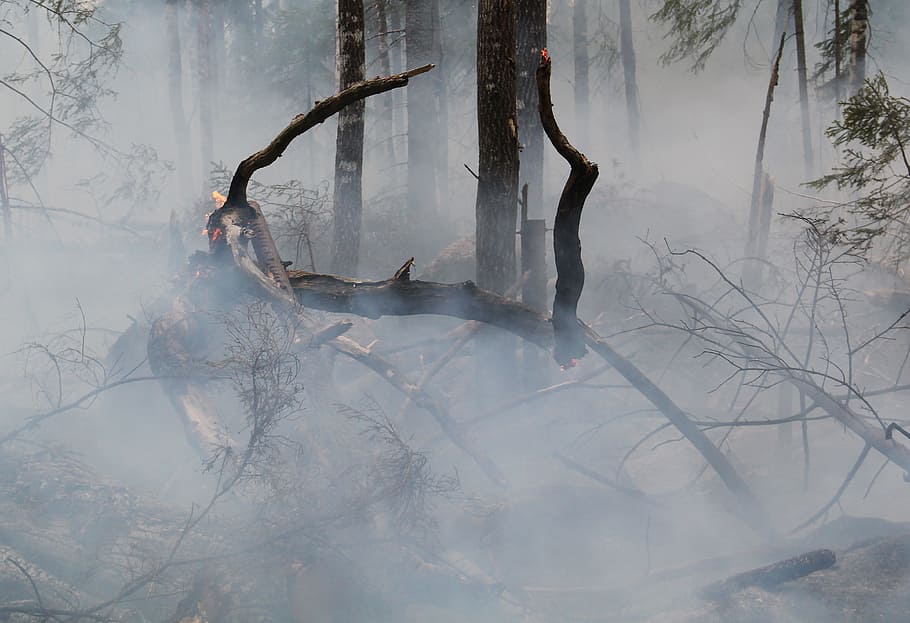 forest fire, hot, sweden, burning for conservation, smoke, båtfors HD wallpaper