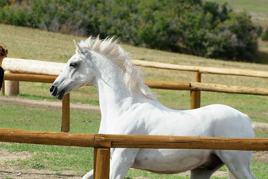 farm, horse, animal, stallion, equine, mane, gelding, beautiful, HD wallpaper