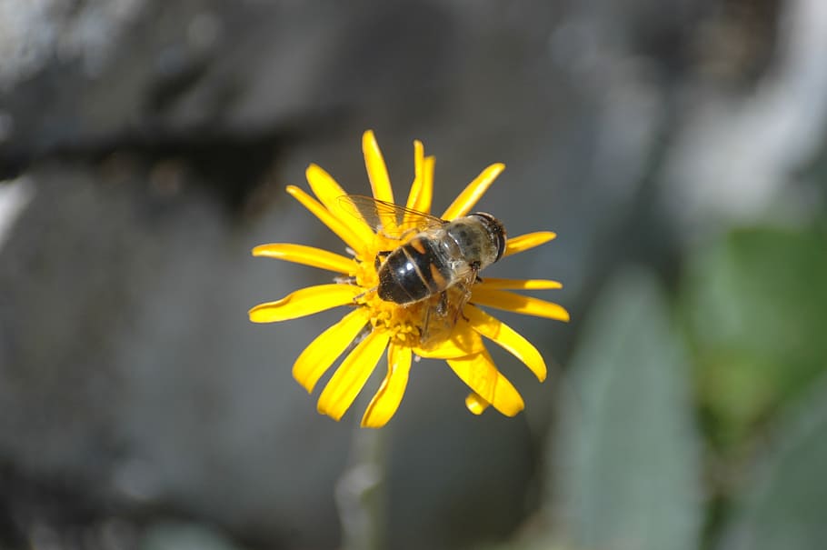 bee, flower, plant, insect, yellow, invertebrate, flowering plant HD wallpaper