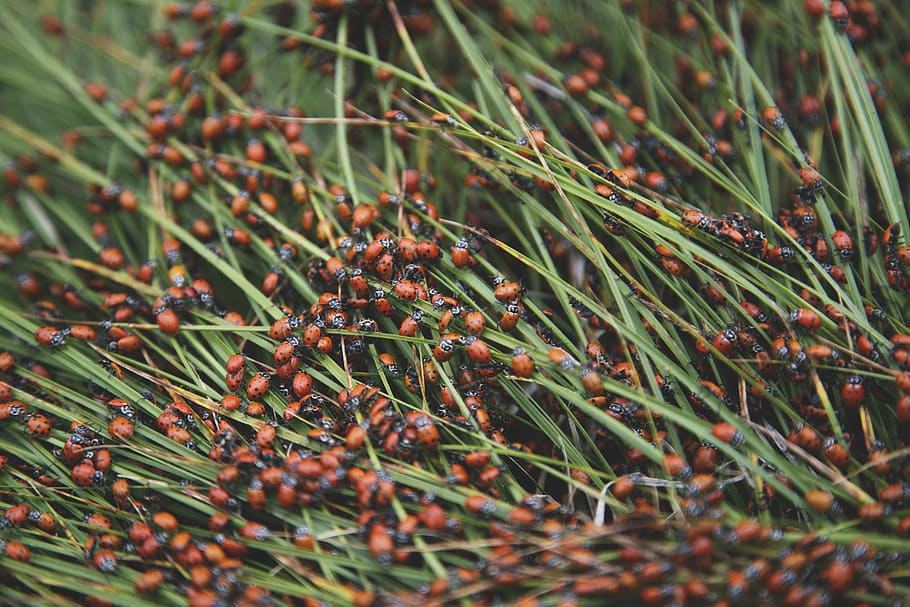 lady bugs, insects, nature, grass, ladybug, summer, red, natural HD wallpaper