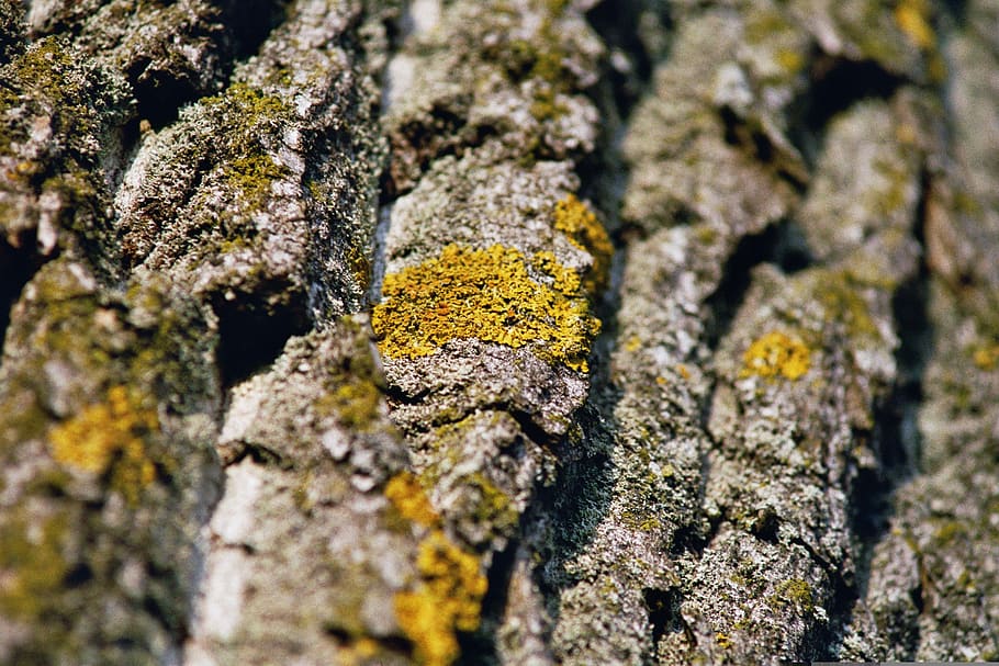 log, bark, tree, textured, selective focus, close-up, lichen HD wallpaper