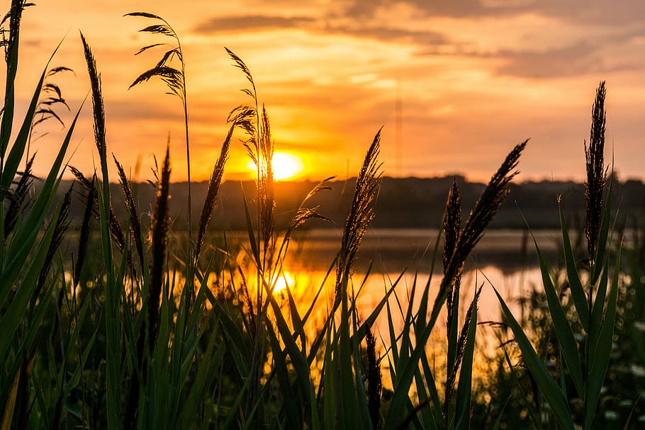 silhouette of wheat plant during golden hour, sunrise, hope, morning, HD wallpaper