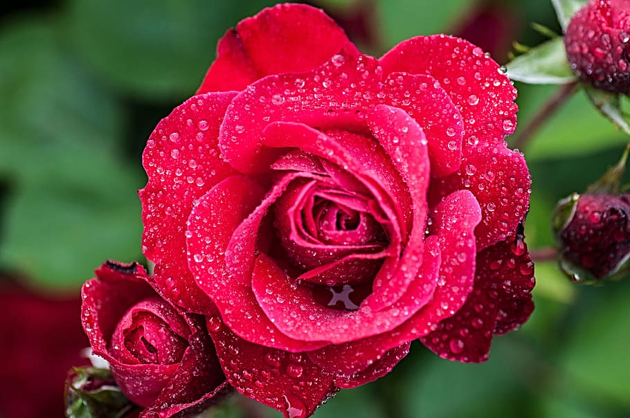 Raindrop, Blossom, Bloom, rose, flower, petal, nature, beauty in nature HD wallpaper