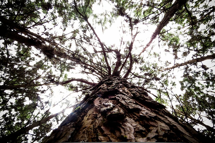 flying, nature, pinheiro, trees, landscape, forest, trunk, wood HD wallpaper