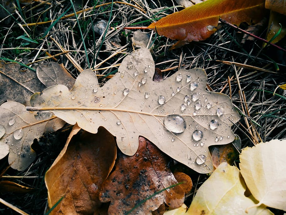sheet, autumn, drops, macro, autumn leaf, nature, yellow leaves HD wallpaper