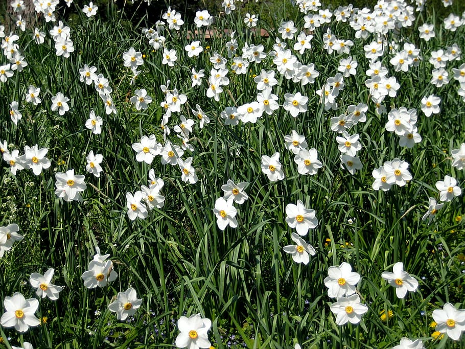Daffodils, Spring, Field, daffodil field, flower, nature, day HD wallpaper