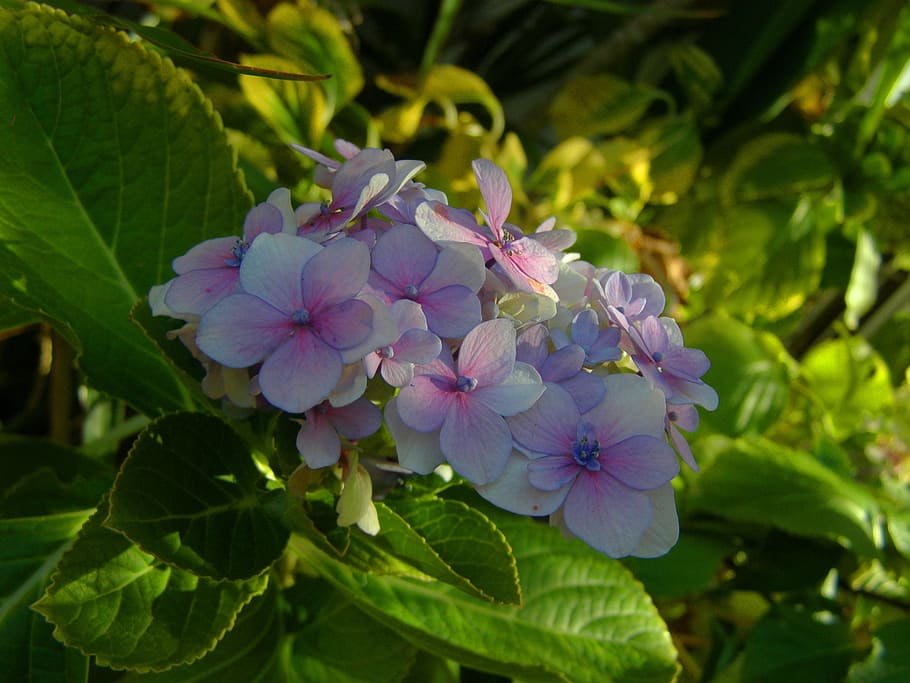 hortensia, flower, garden, spring, nature, beautiful hydrangea, HD wallpaper