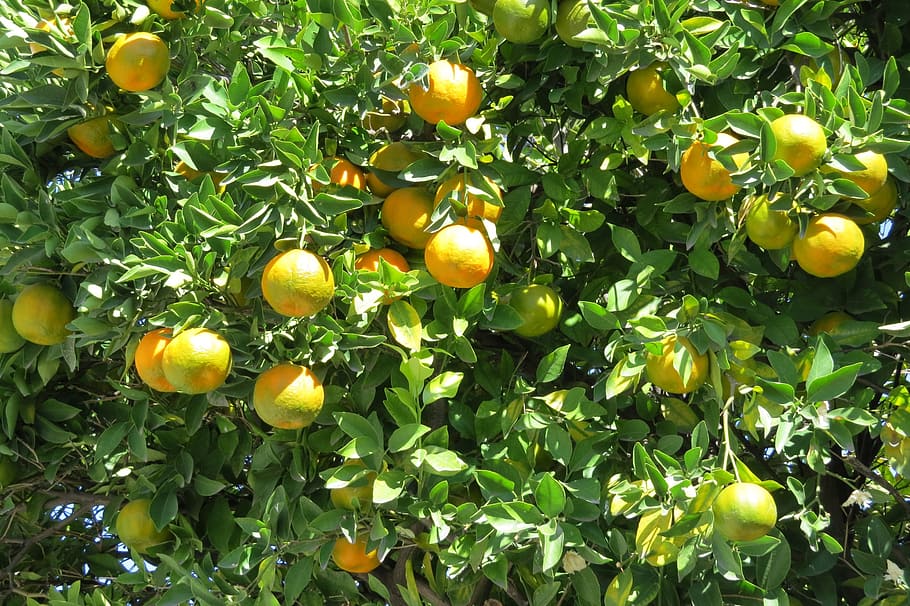 tangerine, citric, tree, fruit, vegetable, orange, nature, food, HD wallpaper