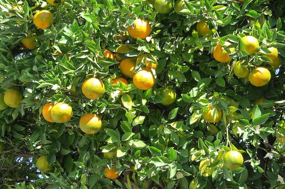 tangerine, citric, tree, fruit, vegetable, orange, nature, food HD wallpaper