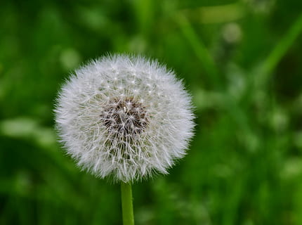 closeup photo of white dandelion flower, green, macro, nature HD wallpaper