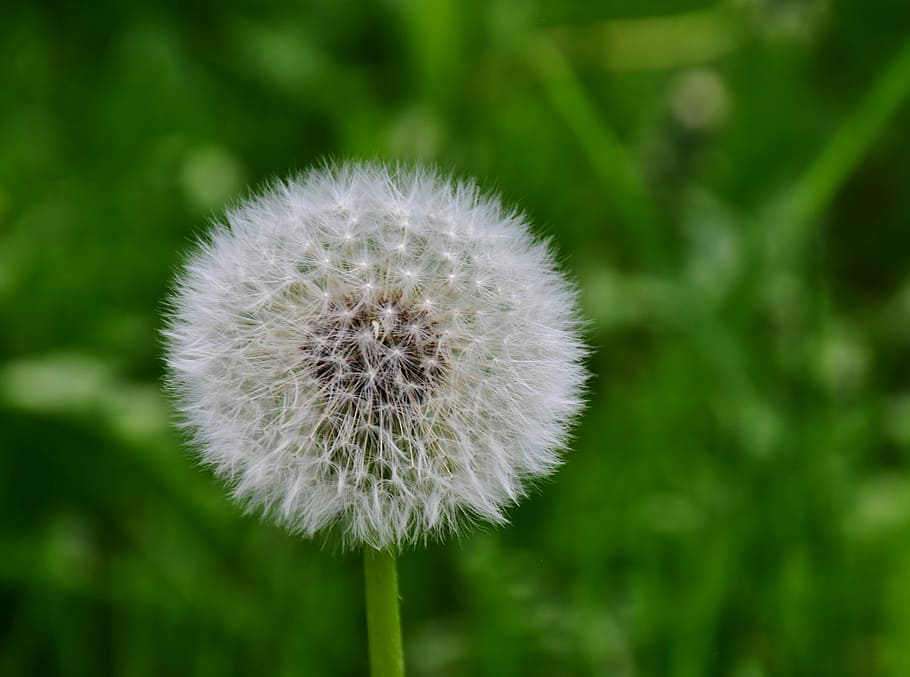 closeup photo of white dandelion flower, green, macro, nature