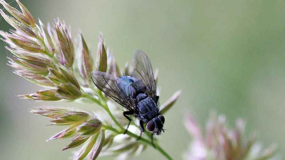 insect, fly, macro, nature, animal themes, animal wildlife HD wallpaper