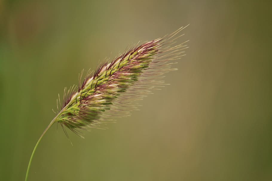 selective focus photography of green and brown plant at daytime HD wallpaper