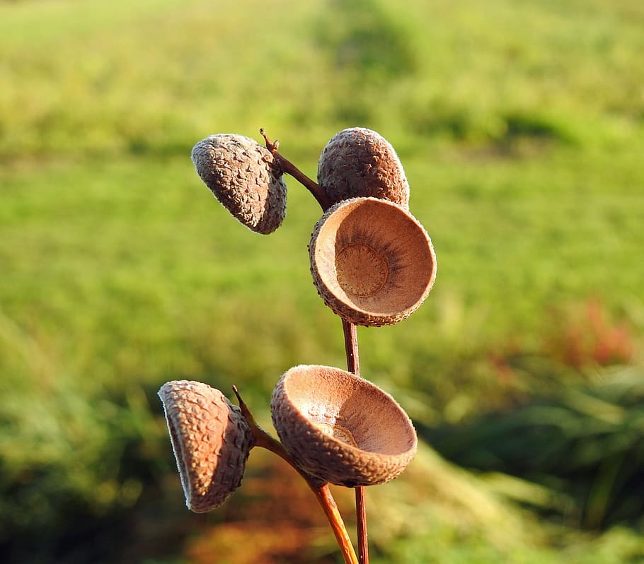 acorn, oak, field, plant, nature, growth, close-up, fungus HD wallpaper