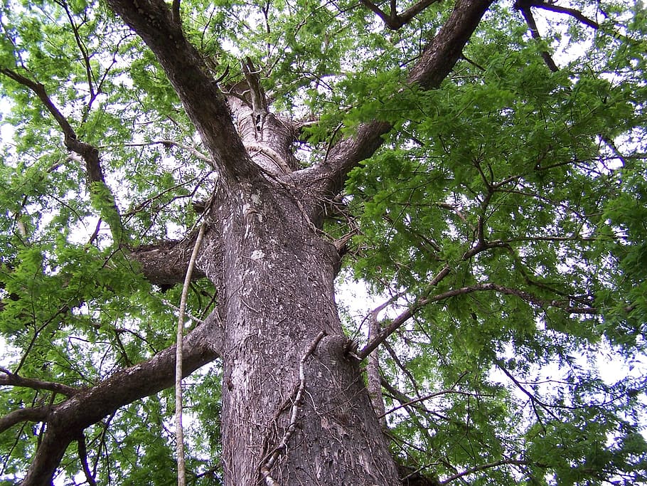 Tree, Forest, Nature, Light, trees, outside, tall tree, tall trees HD wallpaper