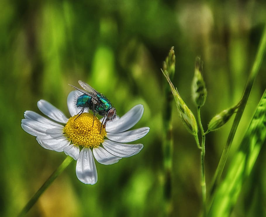 fly, nature, insect, summer, meadow, plant, flower, blossom HD wallpaper