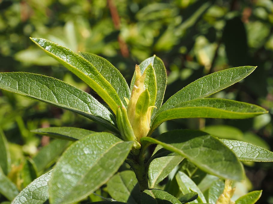 Leaf, Bud, Green, green color, growth, herb, alternative medicine HD wallpaper