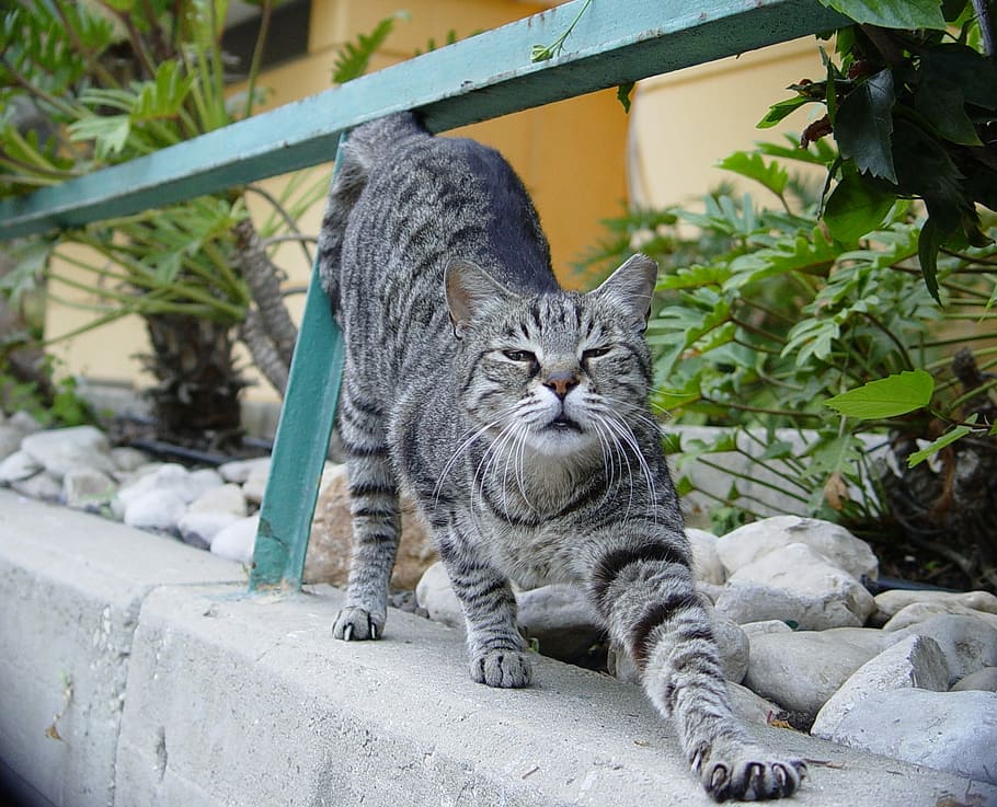 Stretch, Cat, Tiger, domestic cat, one animal, feline, animal themes HD wallpaper