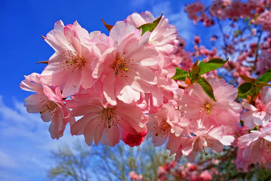 selective photo of cherry blossoms, flower, cherry tree, sakura HD wallpaper