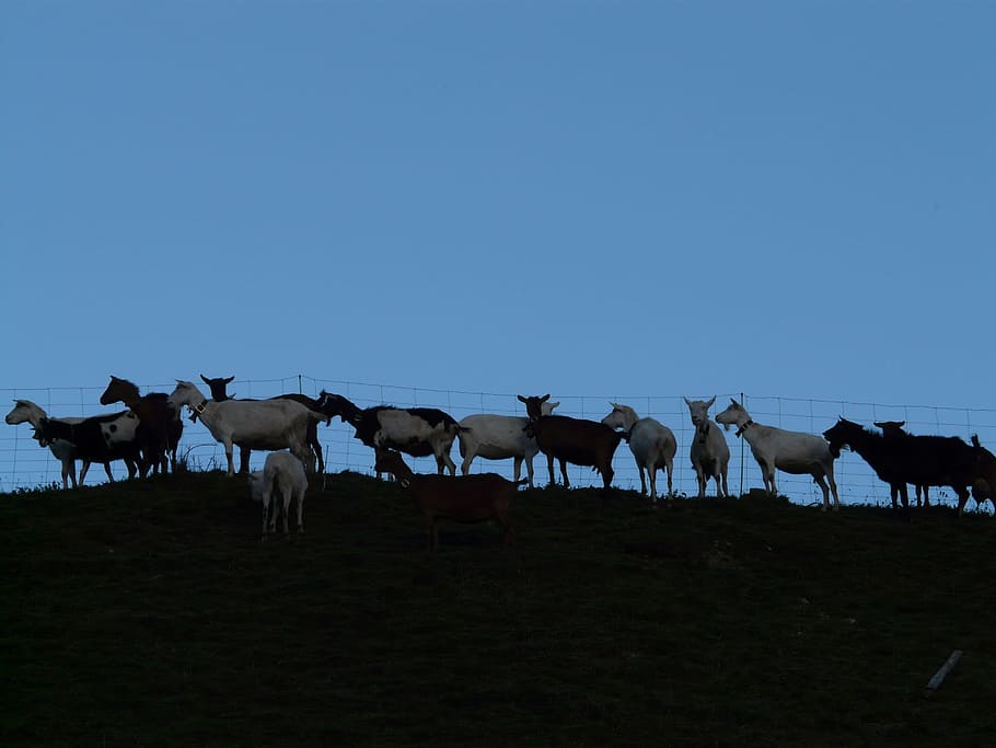 Goats, Pasture, Animals, animal themes, animals in the wild HD wallpaper
