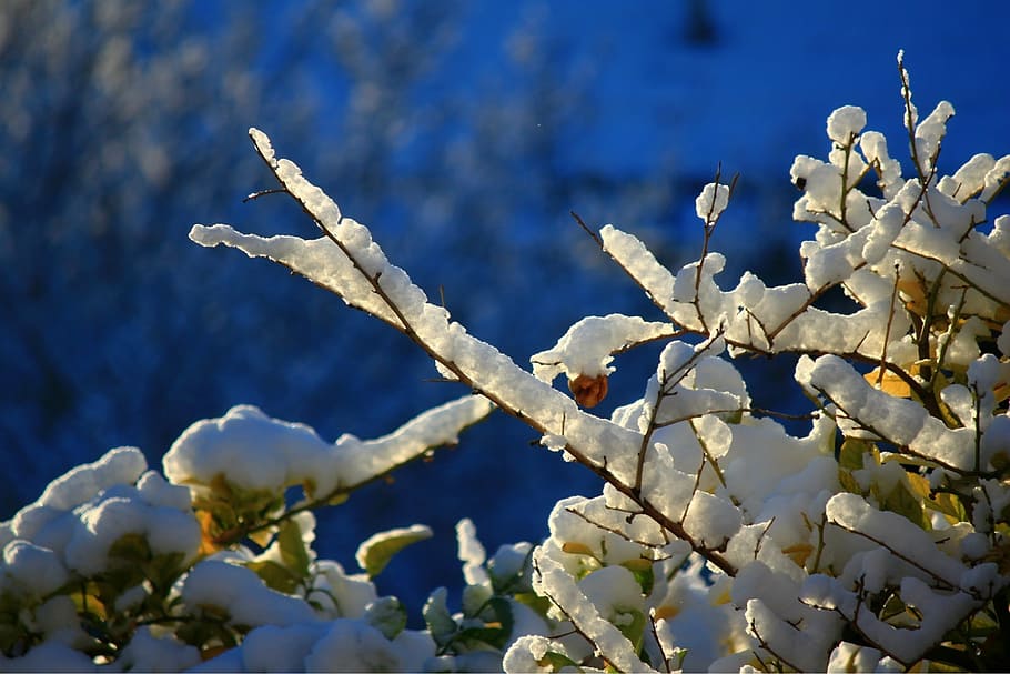 snow, winter, ice, cold, tree, nature, branch, season, frost HD wallpaper