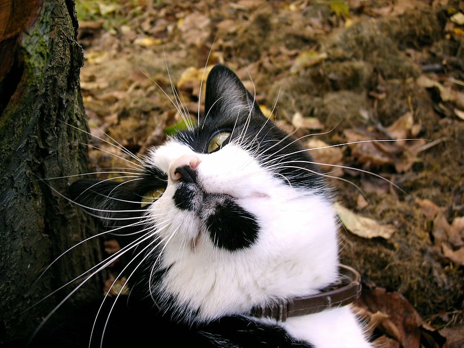 cat, cats, animals, pet, cats face, flocked, chin, whiskers HD wallpaper