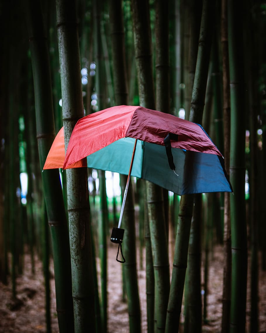 umbrella stocked on bamboo plants, umbrella in the bamboo forest, HD wallpaper