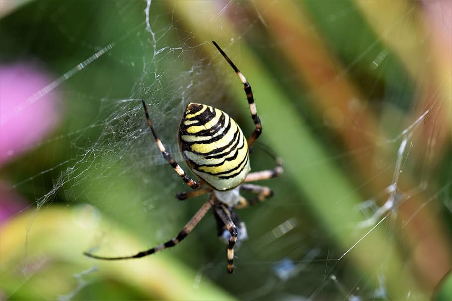 wasp spider, black, yellow, network, tiger spider, zebraspinne HD wallpaper