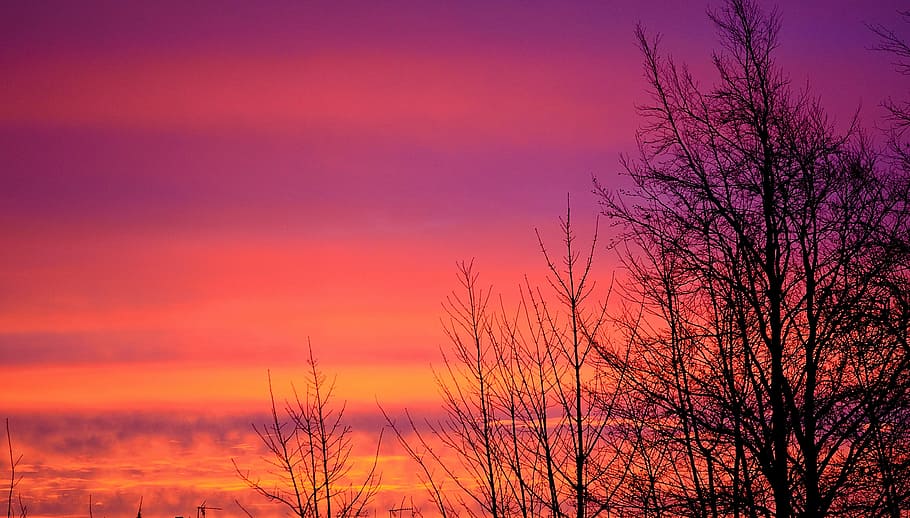 silhouette of bare tree under pink clouds, sunrise, trees, sky HD wallpaper