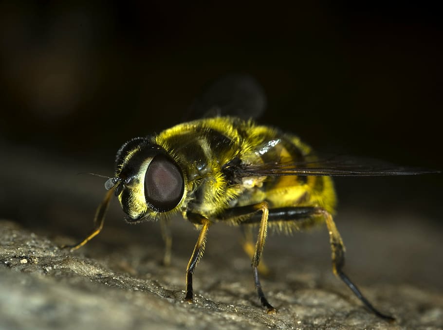 macro photo of yellow bee, hoverfly, insect, bug, nature, wildlife HD wallpaper