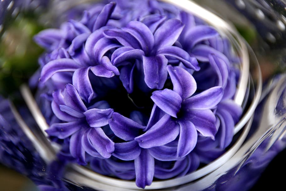 purple petaled flower arrangement, hyacinth, mov, spring, petals HD wallpaper