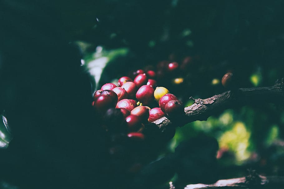 selective focus photography of coffee beans, red, berry, fruit HD wallpaper