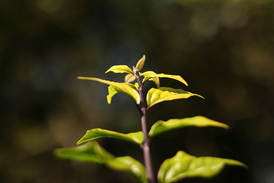 Leaves, Nature, Branch, plant, no people, leaf, growth, close-up HD wallpaper