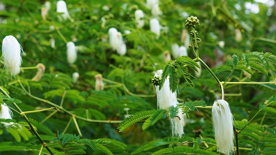 bali, nature, plant, growth, green color, focus on foreground HD wallpaper