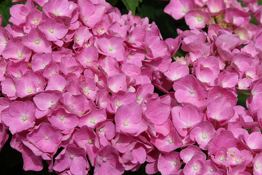 hydrangea, full bloom, pink, background, flower, pink color HD wallpaper