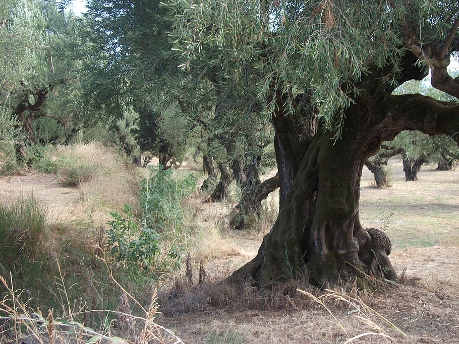 olive trees, nature, plant, land, growth, day, tranquility HD wallpaper