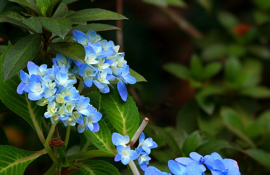 hydrangea, blue, flowers, plant, shrub, flora, floral, flowering plant HD wallpaper